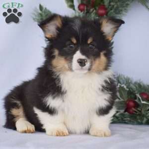 Preston, Pembroke Welsh Corgi Puppy