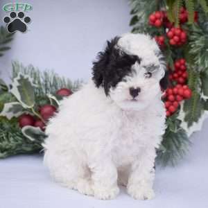 Zack, Toy Poodle Puppy