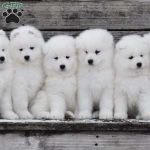 Snowflake, Samoyed Puppy