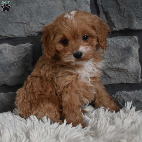 Milo, Cavapoo Puppy