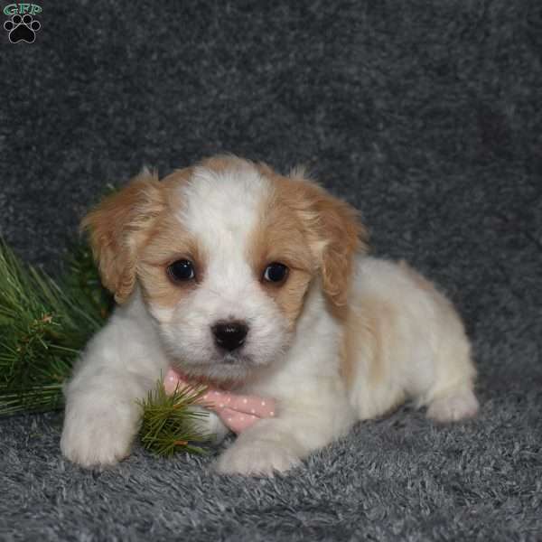 Paisley, Cavachon Puppy