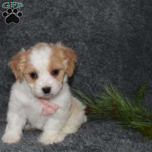 Paisley, Cavachon Puppy