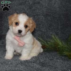 Paisley, Cavachon Puppy