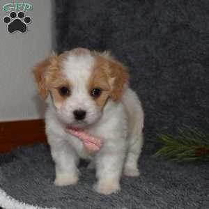 Paisley, Cavachon Puppy