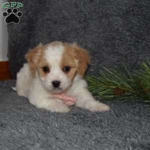 Paisley, Cavachon Puppy