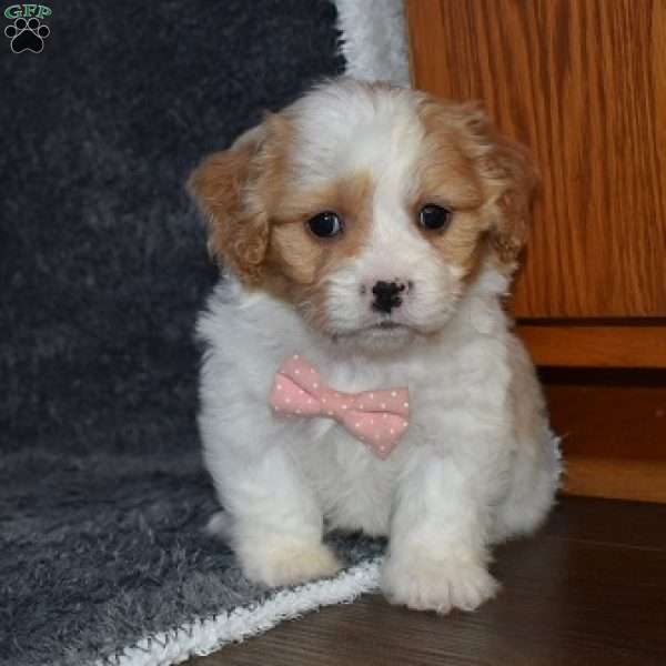 Precious, Cavachon Puppy