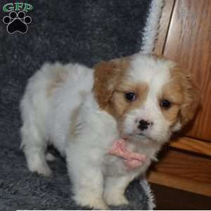 Precious, Cavachon Puppy