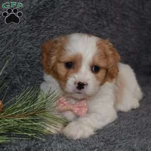 Precious, Cavachon Puppy