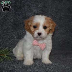 Precious, Cavachon Puppy