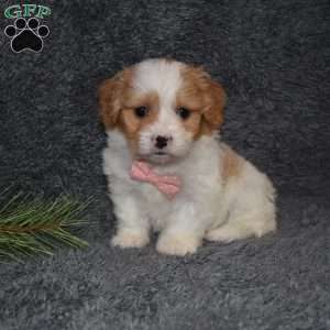 Precious, Cavachon Puppy