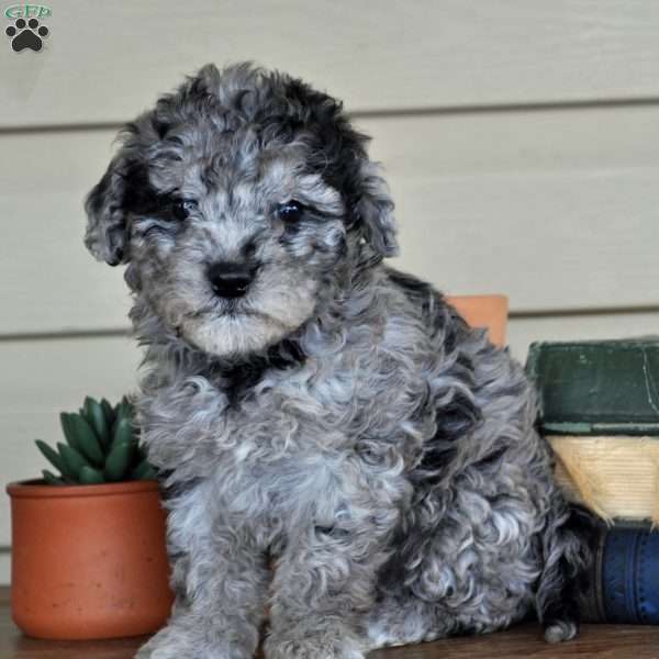 Carla, Springerdoodle Puppy