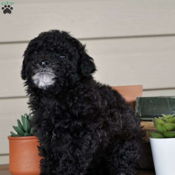 Camila, Springerdoodle Puppy