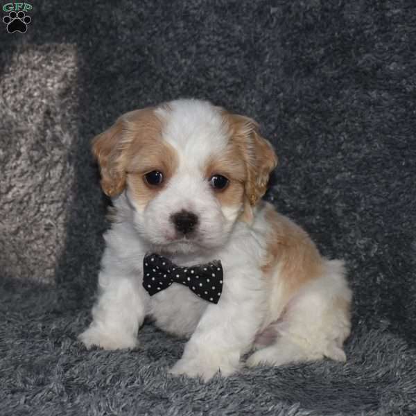 Pirate, Cavachon Puppy