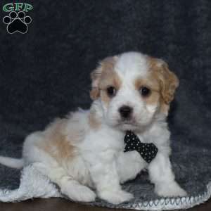 Pirate, Cavachon Puppy