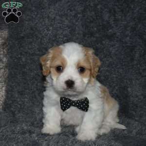 Pirate, Cavachon Puppy