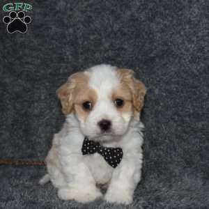 Pirate, Cavachon Puppy