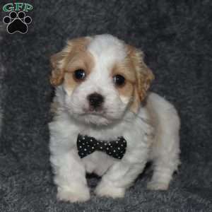 Pirate, Cavachon Puppy