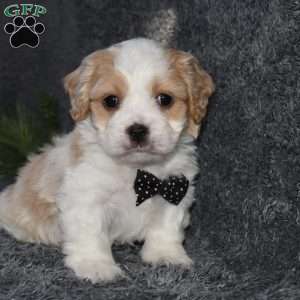 Pirate, Cavachon Puppy