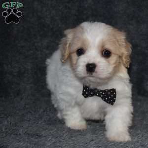 Pluto, Cavachon Puppy