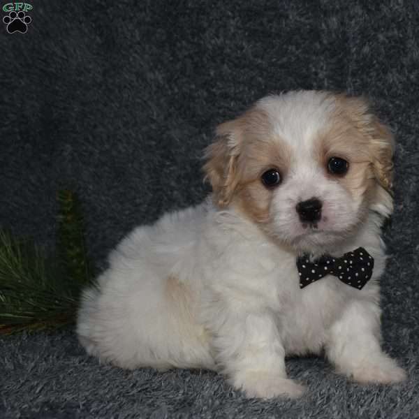 Pluto, Cavachon Puppy