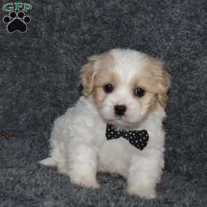 Pluto, Cavachon Puppy