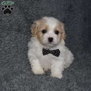 Pluto, Cavachon Puppy