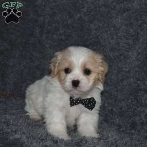 Pluto, Cavachon Puppy