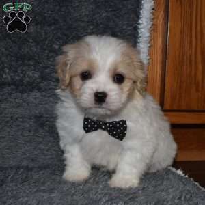 Pluto, Cavachon Puppy