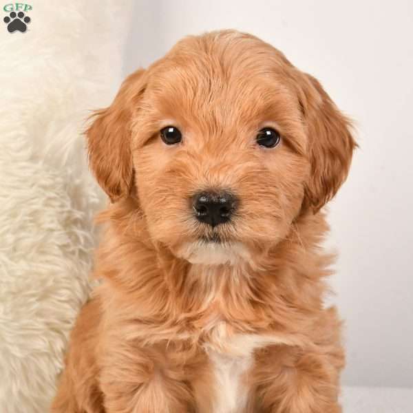 Molly, Mini Goldendoodle Puppy