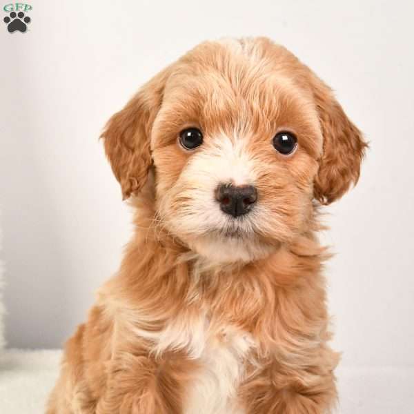 Emma, Mini Goldendoodle Puppy