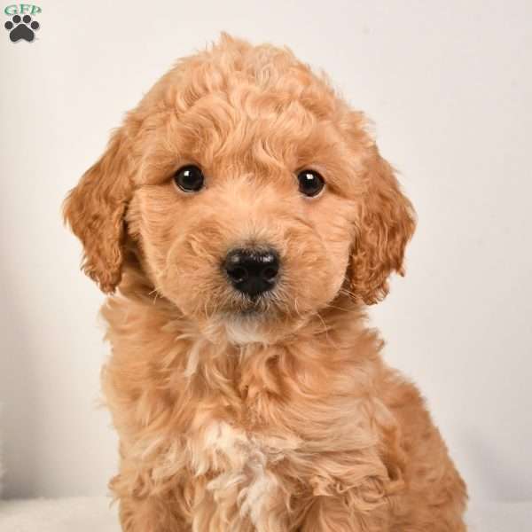 Roxy, Mini Goldendoodle Puppy