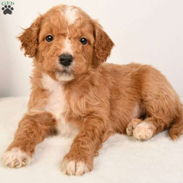 Copper, Mini Goldendoodle Puppy