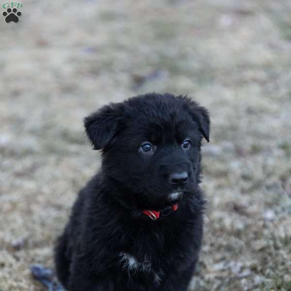 Marshall, German Shepherd Puppy