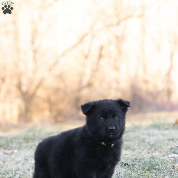 Rocky, German Shepherd Puppy