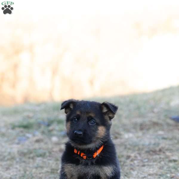 Zuma, German Shepherd Puppy