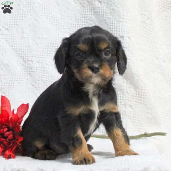 Daffodil, Cavalier King Charles Spaniel Puppy