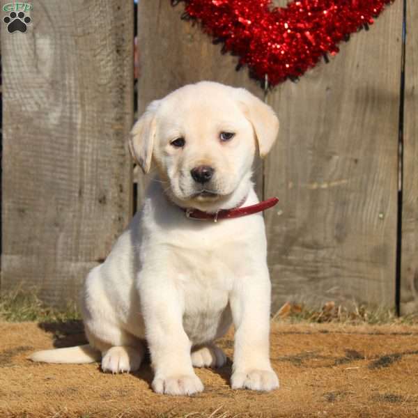 Dahlia, Yellow Labrador Retriever Puppy