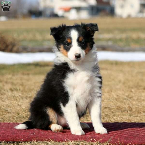 Dahlia, Sheltie Puppy