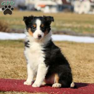 Dahlia, Sheltie Puppy