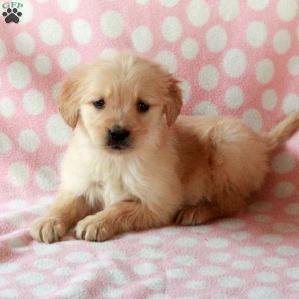 Dainty, Golden Retriever Puppy