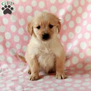 Dainty, Golden Retriever Puppy