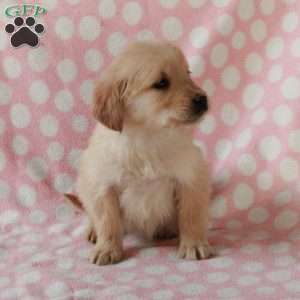 Dainty, Golden Retriever Puppy