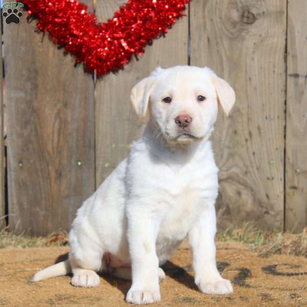 Daisy, Yellow Labrador Retriever Puppy