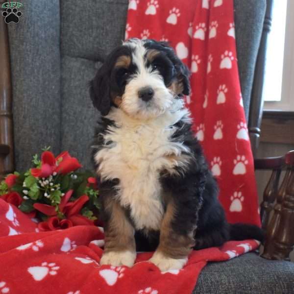 Daisy, Bernedoodle Puppy