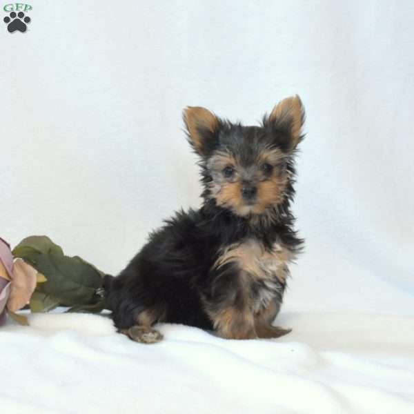 Daisy, Yorkie Puppy