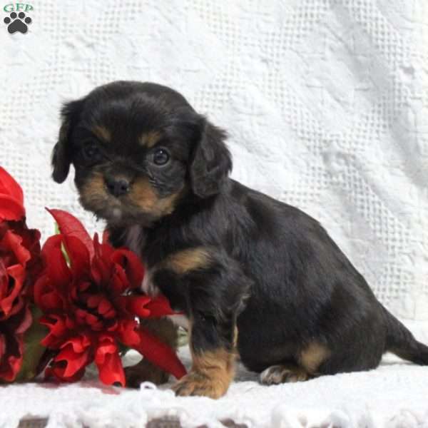 Daisy, Cavalier King Charles Spaniel Puppy