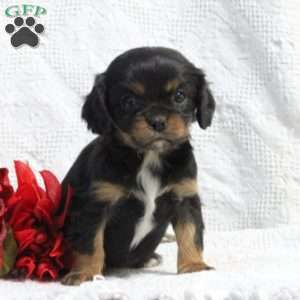 Daisy, Cavalier King Charles Spaniel Puppy