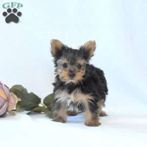 Daisy, Yorkie Puppy