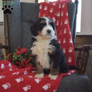 Daisy, Bernedoodle Puppy