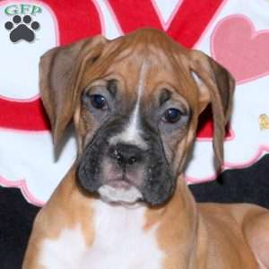 Daisy, Boxer Puppy